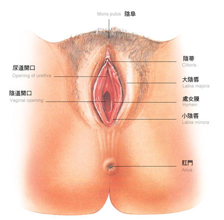 圖解：成熟處女的陰道高清構造