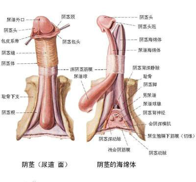 詳解女性陰蒂陰道口的位置(高清圖)