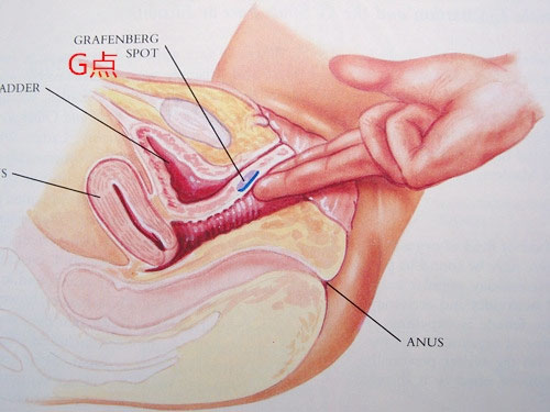 女性高潮陰道“射精”過程全解析