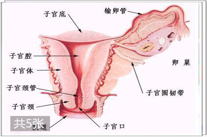 兩性