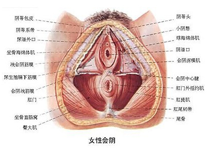 兩性