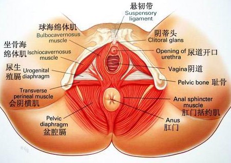 女性私處成熟全過程3D圖詳解