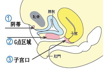 兩性