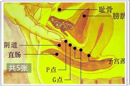 女性私密處的大小