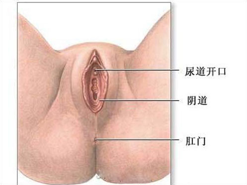 詳解真實陰道，什麼味道最健康？