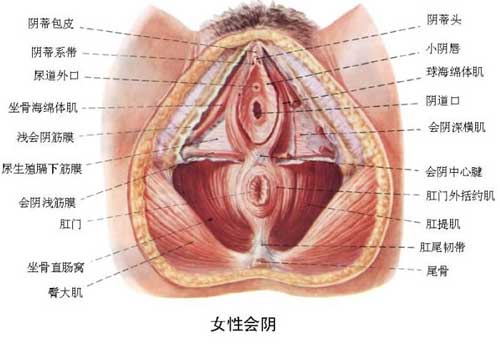 兩性