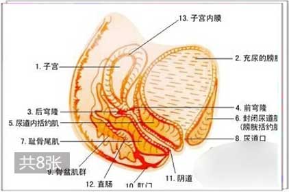 兩性