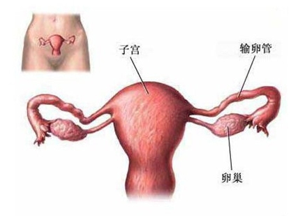 科普圖解：處女膜在陰道什麼位置