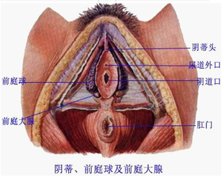 看最健康女性生殖器官