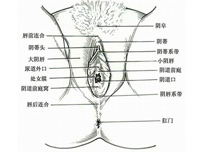 女人下面的真實模樣