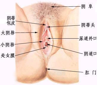 女人下面的真實模樣