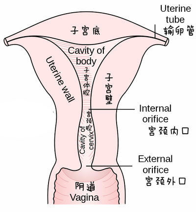 詳解女性陰蒂陰道口的位置(高清圖)