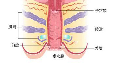 兩性