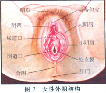 兩性