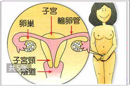 成熟女性生殖器詳解