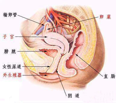 兩性