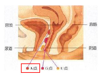 看圖：比G點更刺激的A點U點在哪