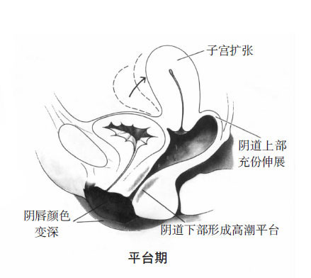 女性陰唇性興奮時濕潤顏色變化