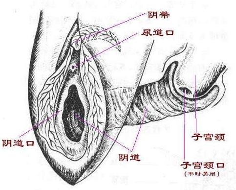 兩性