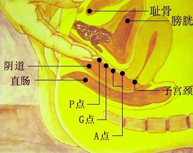 A點G點U點，女人性高潮閥門在哪