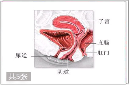 兩性