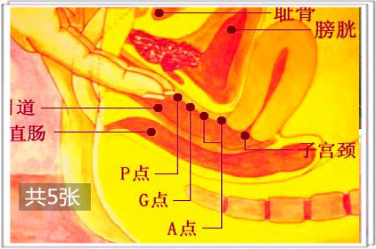 女性G點的位置！