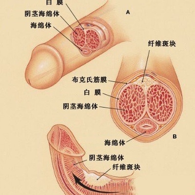 兩性