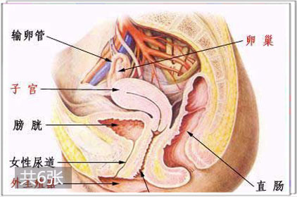 解析女性陰部的秘密