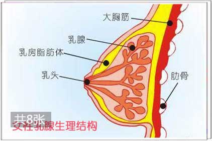 兩性