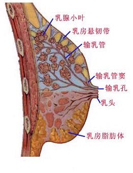 兩性