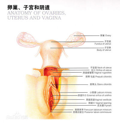 詳解女性陰蒂陰道口的位置(高清圖)