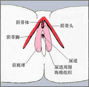 性刺激下，陰道被反復擴張會變長嗎