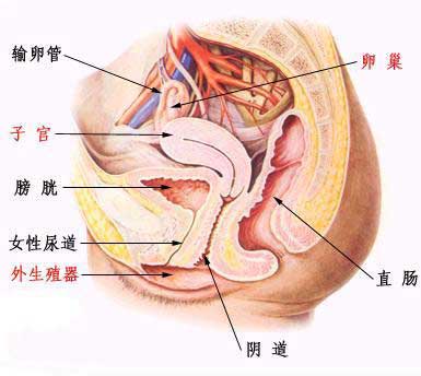 兩性