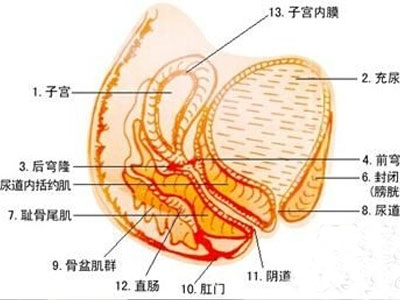 兩性