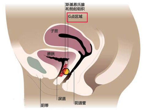 看圖：比G點更刺激的A點U點在哪