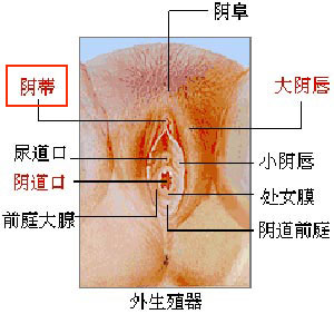 女性陰部真實模樣帶給你視覺享受