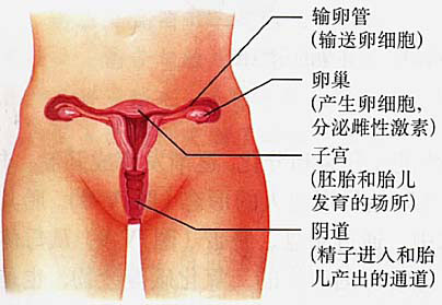 性交時女性私處7個奇妙生理反應