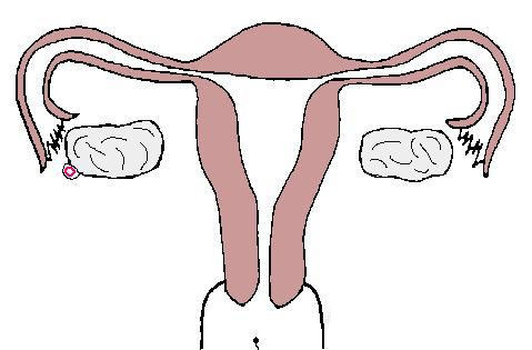 組圖：女性私處排卵期是什麼感覺