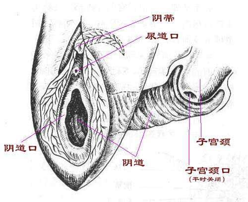 兩性